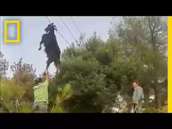 Video: Bizarre Rescue: How Do Goats Get Stuck in Odd Places? | National Geographic